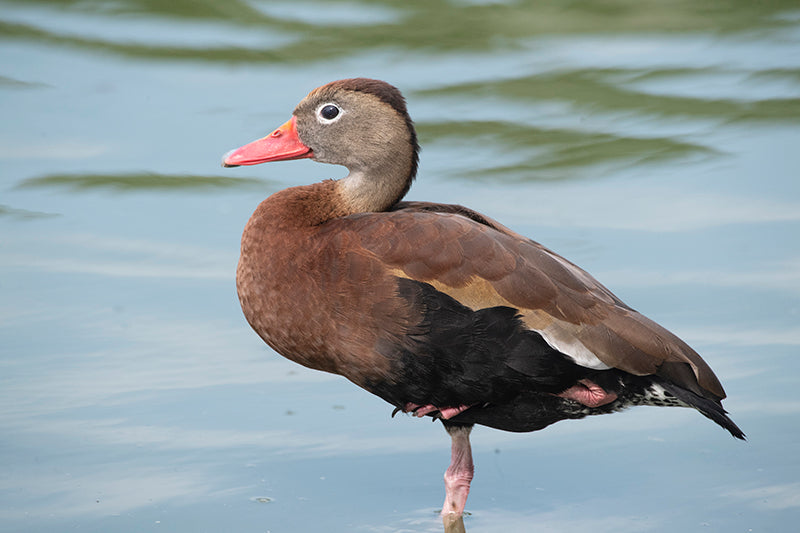 Black-bellied Whistling -duck