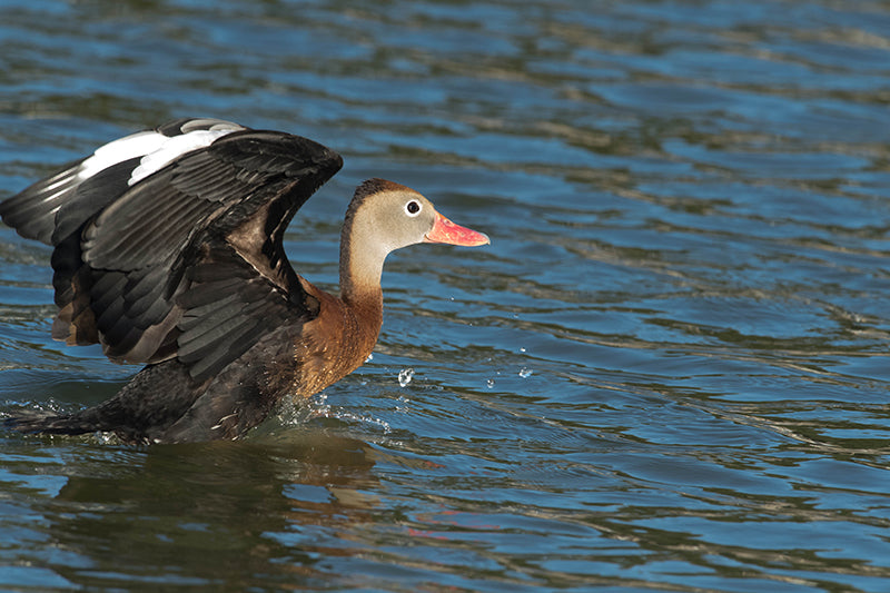  a beautiful black-bellied whistling-duck almost flying,