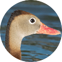 black-bellied-whistling-duck-head