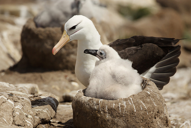 black browed albatross, eurypygiformes, eurypygidtae