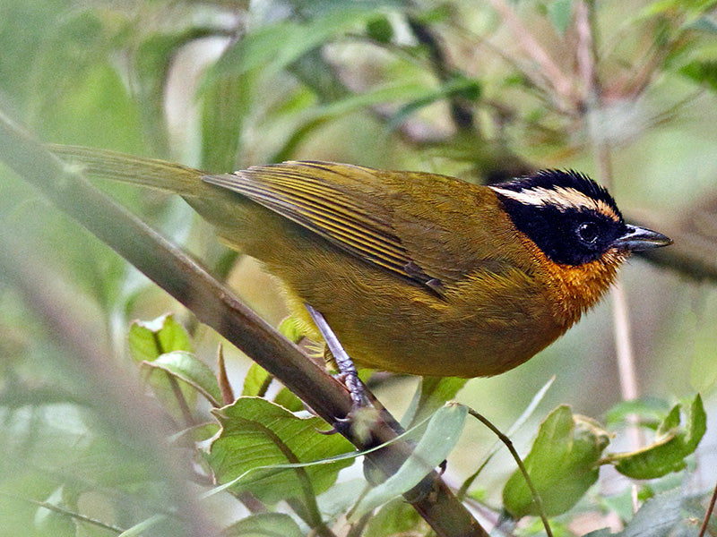 Black-capped Hemispingus, Kleinothraupis atropileus, Hemispingus Cabecinegro