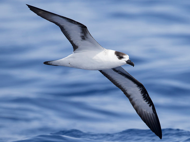 Black-capped Petrel, Ptrrtodroma hasitata, Petrel Antillano