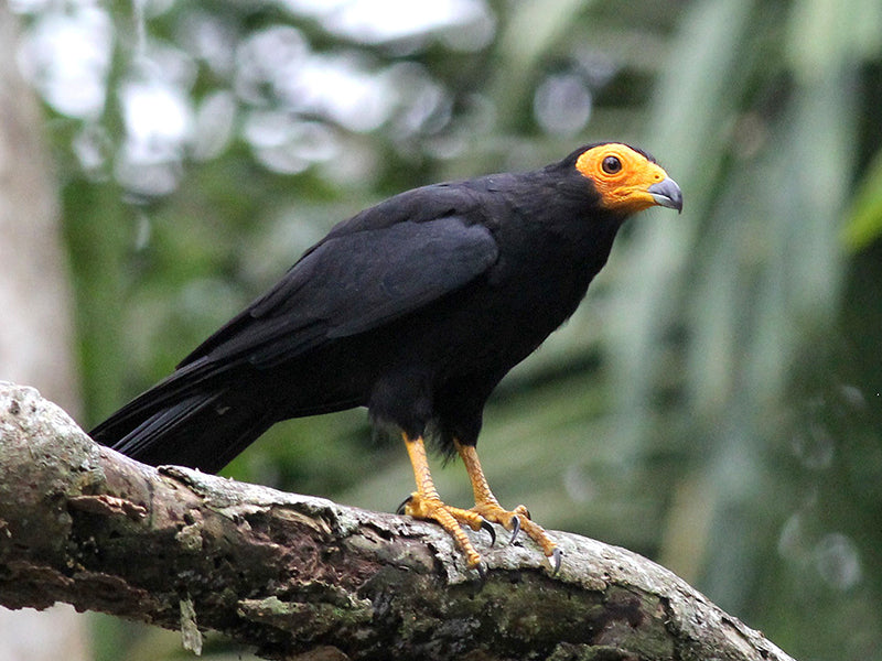 Black Carcara, Daptrius ater, Cacao Negro