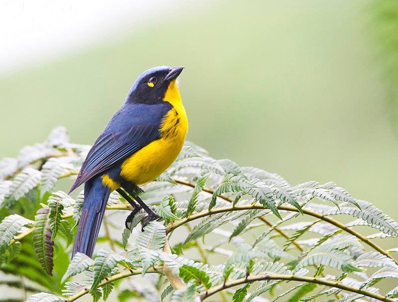 Black-cheeked Mountain-tanager, Anisognathus melanogenys Tángara Serrana