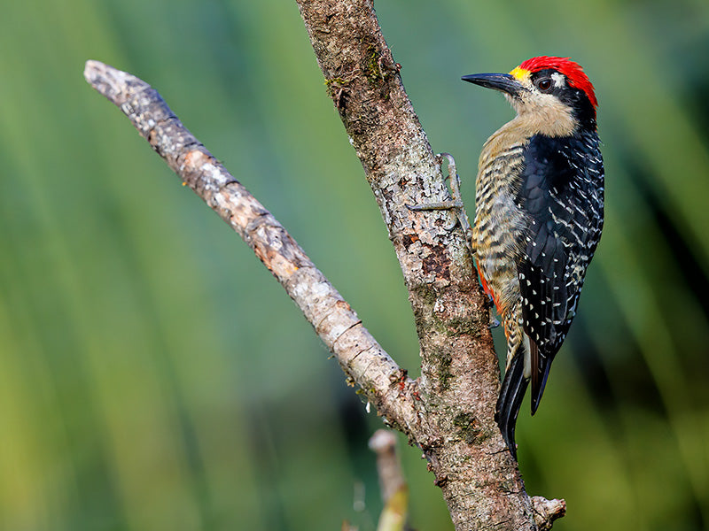 Blak-cheeked Woodpecker, Melanerpes pucherani, Carpintero de Antifaz