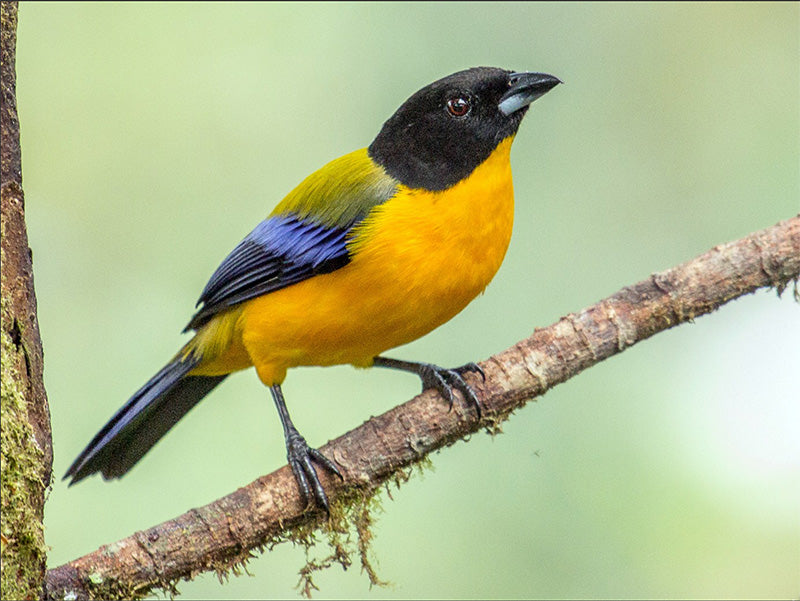 Black-chinned Mountain-tanager, Anisognathus notabilis, Tangará del Pacífico