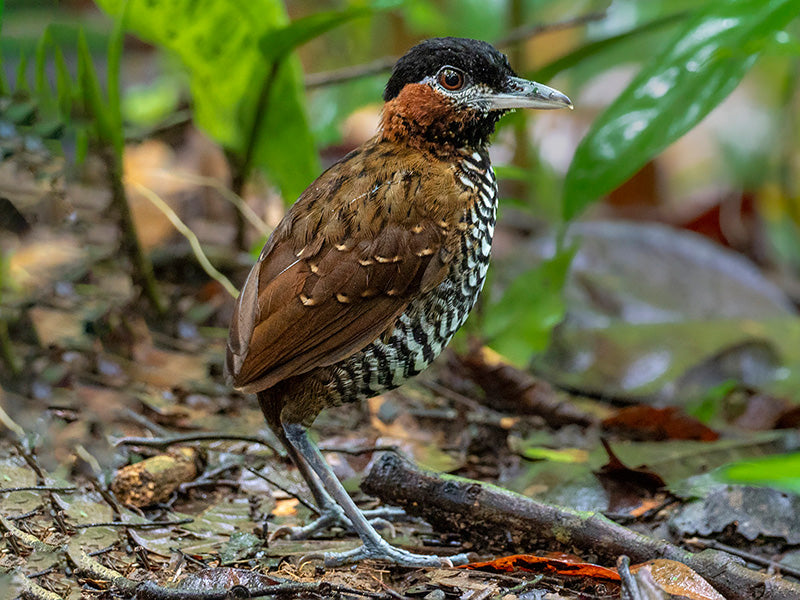 Black-crowned Pittasoma, Pitassoma michleri, Tororoi Pechiescamado