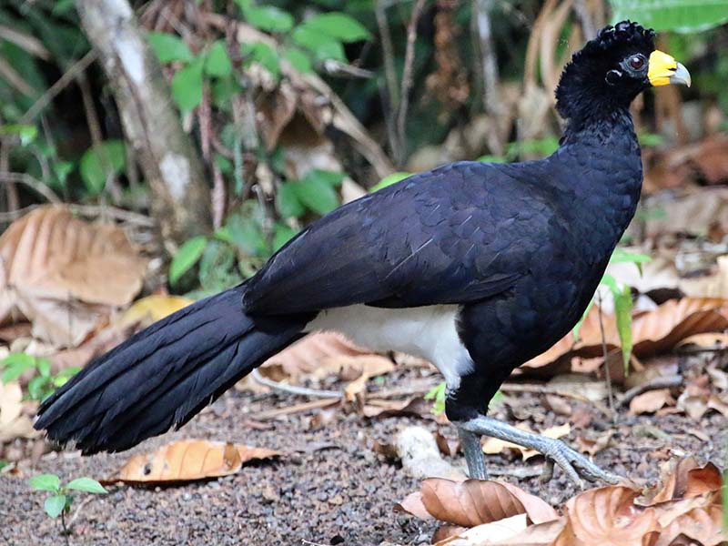 Paujil Negro, Black Curassow, Crax alector