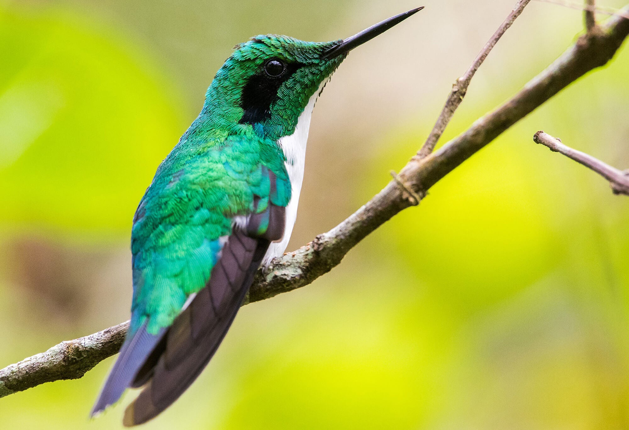 Black-eared Fairy, Heliothryx auritus, Hada Oriental