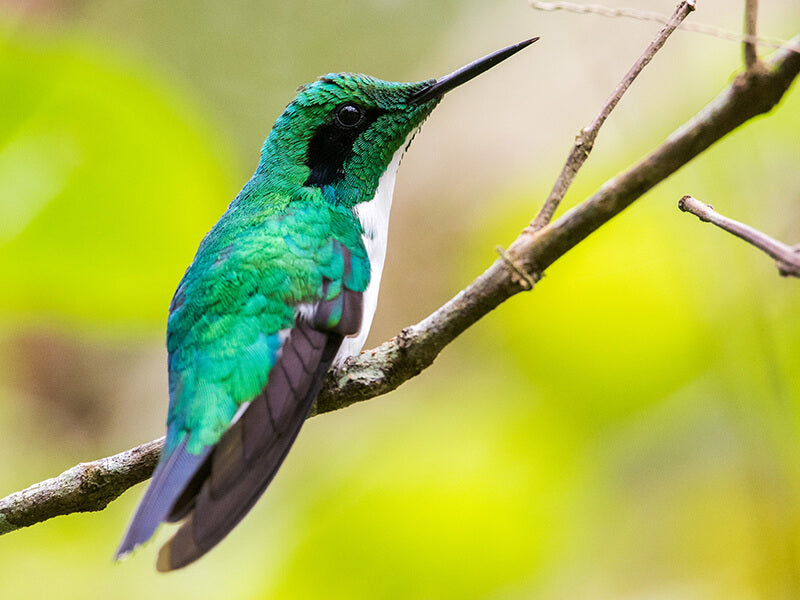 Black-eared Fairy, Heliothryx auritus, Hada Oriental