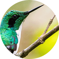 Black-eared Fairy, Heliothryx auritus, Hada Oriental