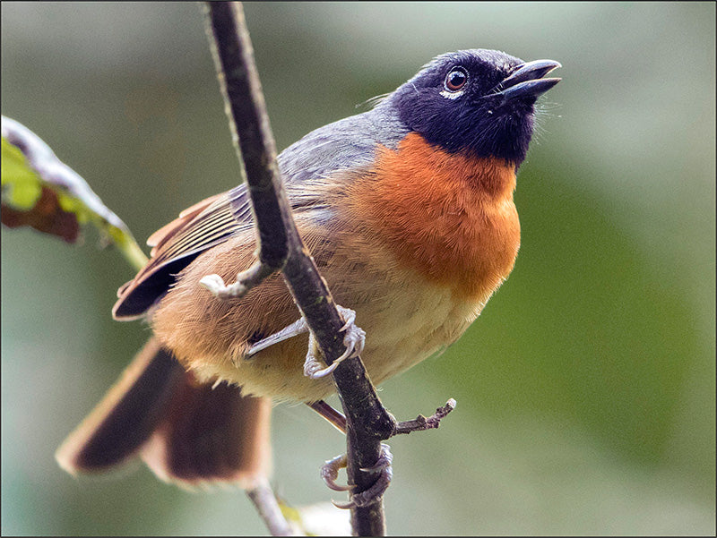 Black-eared Hemispingus, Sphenopsis melanotis, Hemispingus de Antifaz