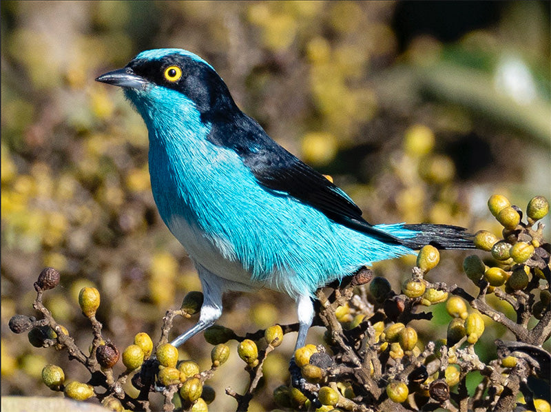 Black-faced Dacnis, Dacnis lineata, Dacnis Carinegra