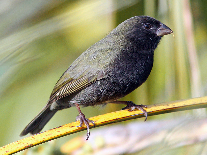 Black-faced Grassqui, Melanospiza bicolor, Semillero Pechinegro