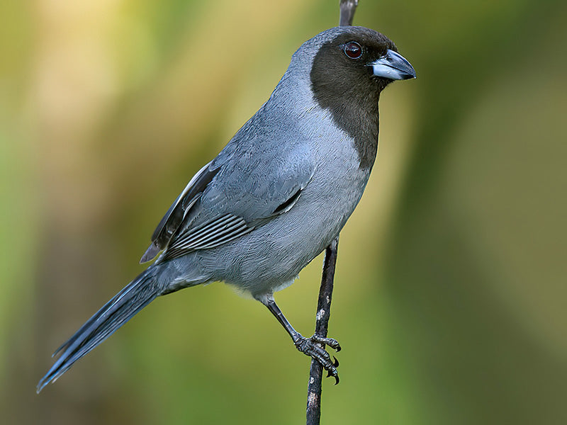 Black-faced Tanager, Schistochlamys melanomas, Pizarrita sabanera