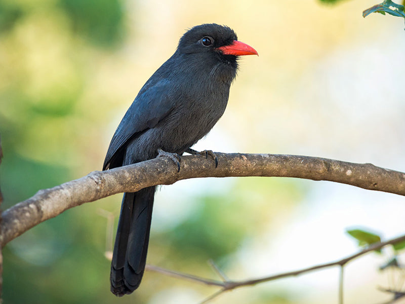 Black-fronted Nunbird, Monasa nigrifrons, Monjita Piquirroja