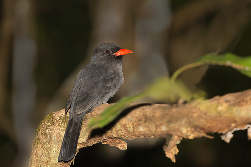 nunbirds, black fronted nunbird, puffbirds, galbuliformes, bucconidae