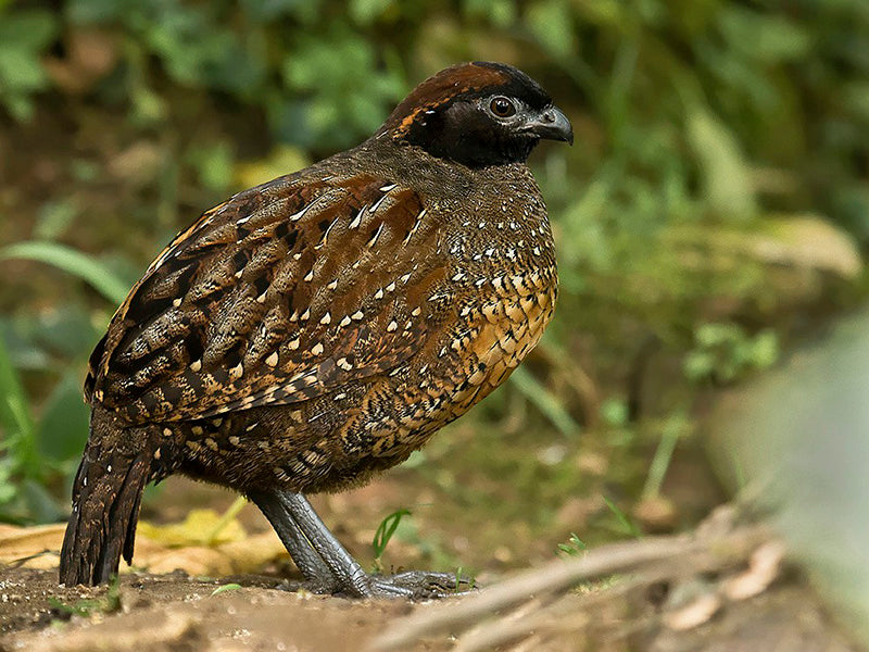 Black-fronted Wood-quail, Perdiz Carinegra, Odontophorus atrifrons