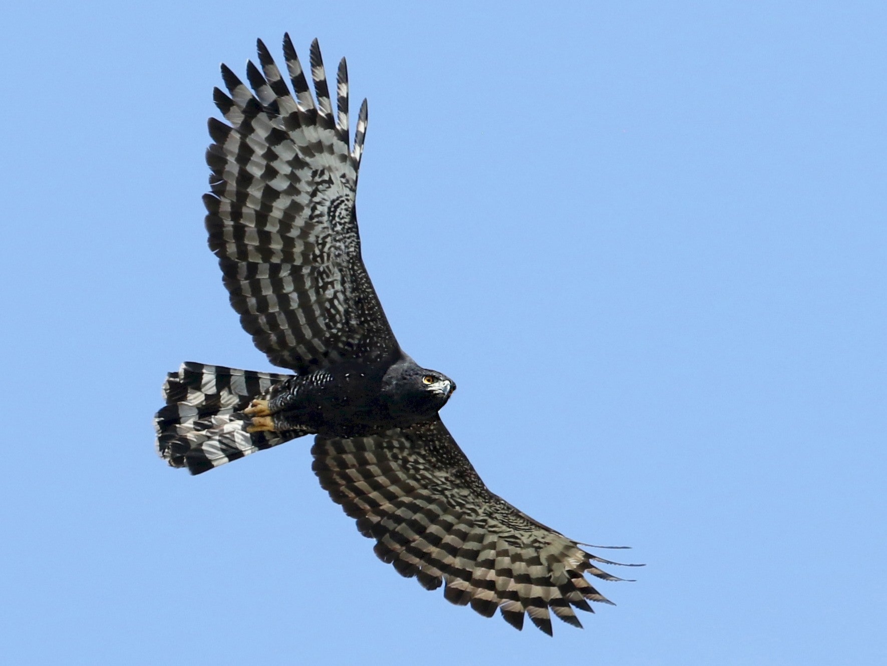 Black-hawk Eagle, Spizaetus tyrannus, Aguila Iguanera