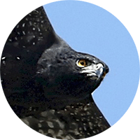 Black-hawk Eagle, Spizaetus tyrannus, Aguila Iguanera