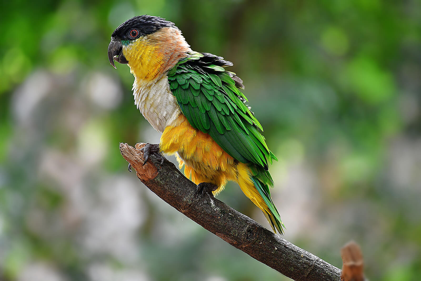 Black-headed-parrot, Pionites melanocephalus, Lora Pechiblanca
