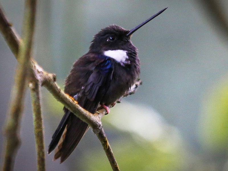 Black Inca, Coeligena brunellei, Inca Negro