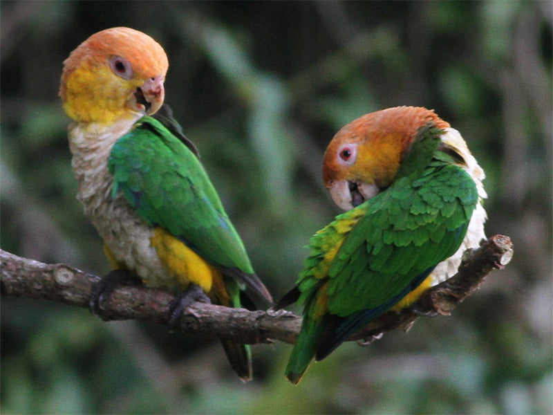 Black-legged Parrot, Pionites xanthomerius, Lora Patinegra