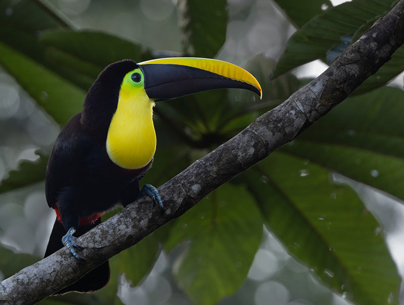 Black-mandibled Toucan, Ramphastos (ambiguus) ambiguus, Tucán Pechiamarillo
