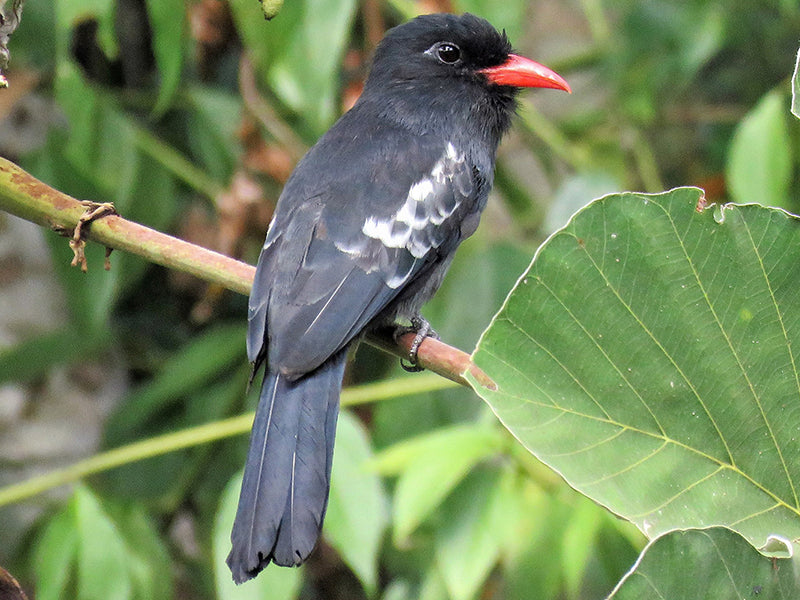 Black Sunbird, Monasa atra, Monja Negra