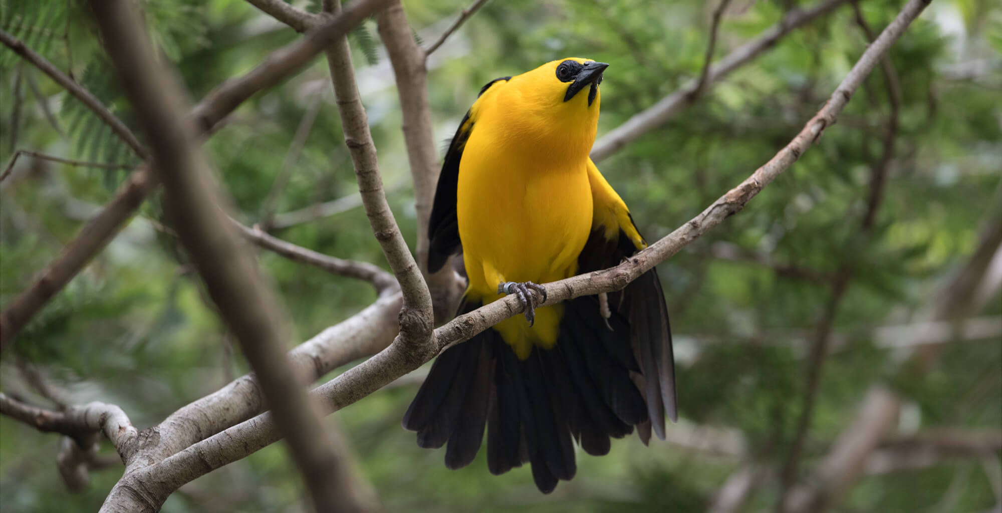 Orioles are among the largest neotropical passerines