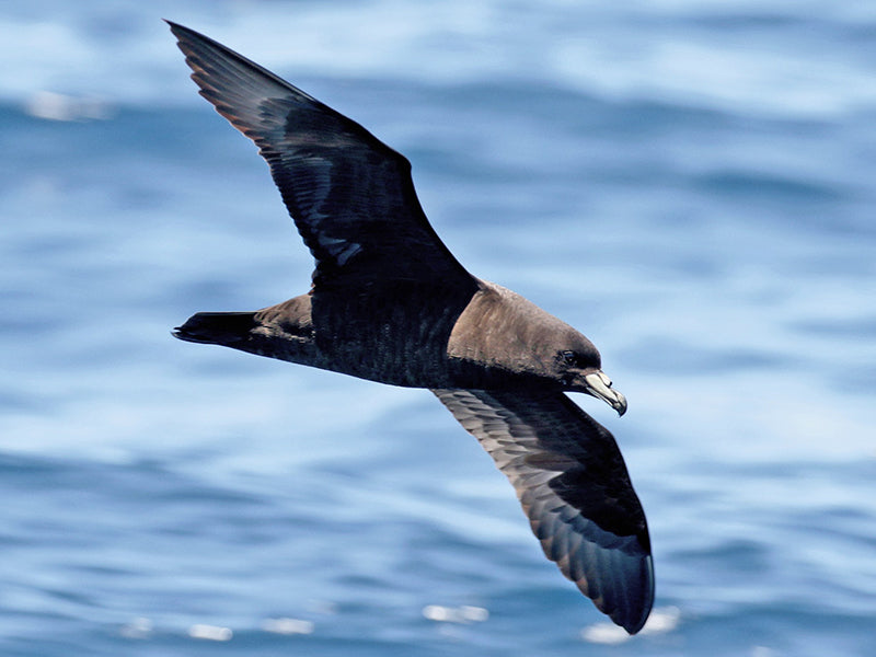 Black Petrel (Parkinson’s Petrel), Procellaria parkinsoni, Pardela de Parkinson