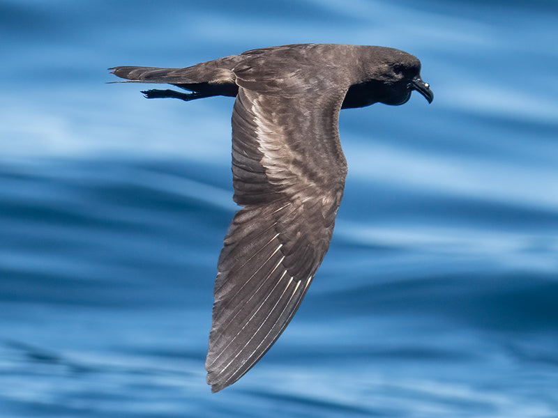 Black Storm-petrel, Hydrobates melania, Paiño Oscuro