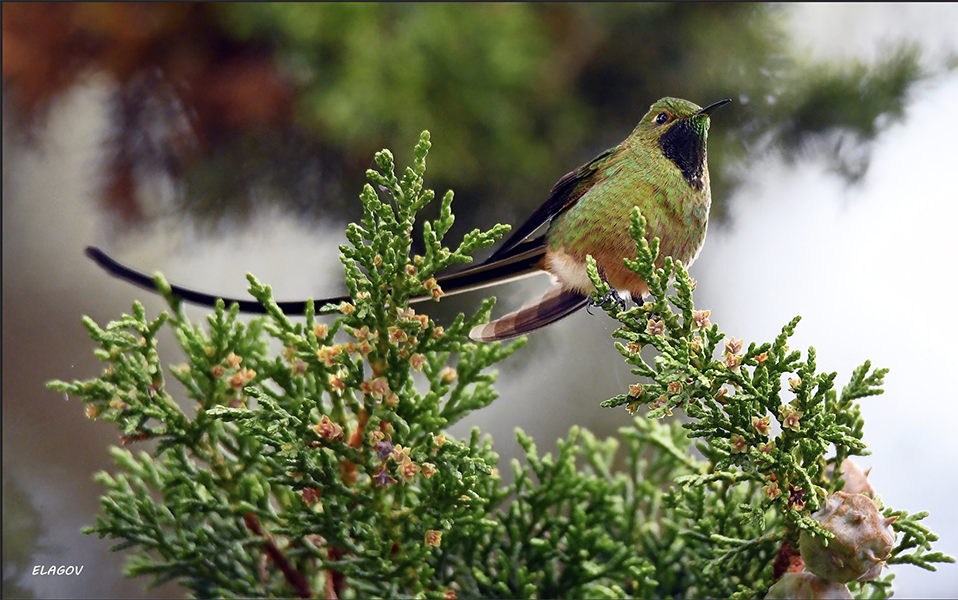 Black-tailed Trainbearer, Lesbia victoriae, Cometa Colinegro