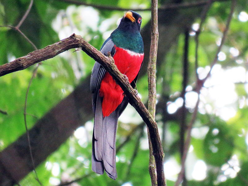 Male Black-tailed Trogon, Trogon (melanurus) melanurus, Trogón Colinegro