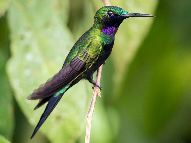 Black-throated Brilliant, Heliodoxa schreibersii, Diamante Barbinegro