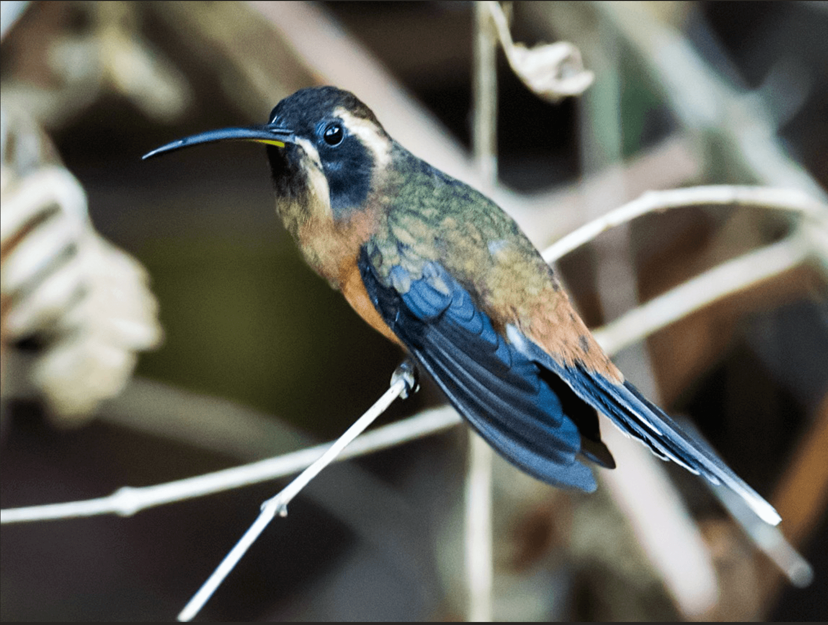 Black-throated Hermit, Phaethornis atrimentalis, Ermitaño Gorginegro