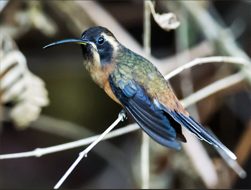 Black-throated Hermit, Ermitaño Gorginegro