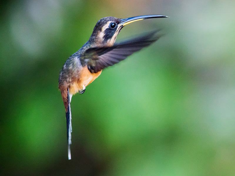 Black-throated Hermit, Phaethornis atrimentalis, Ermitaño Gorginegro