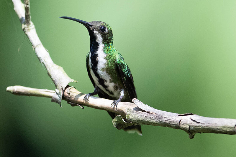 Black-throated Mango, Anthracothorax nigricollis, Mango Pechinegro