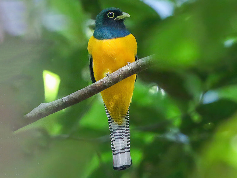 Black-throated Trogon, Trogón Esmeralda