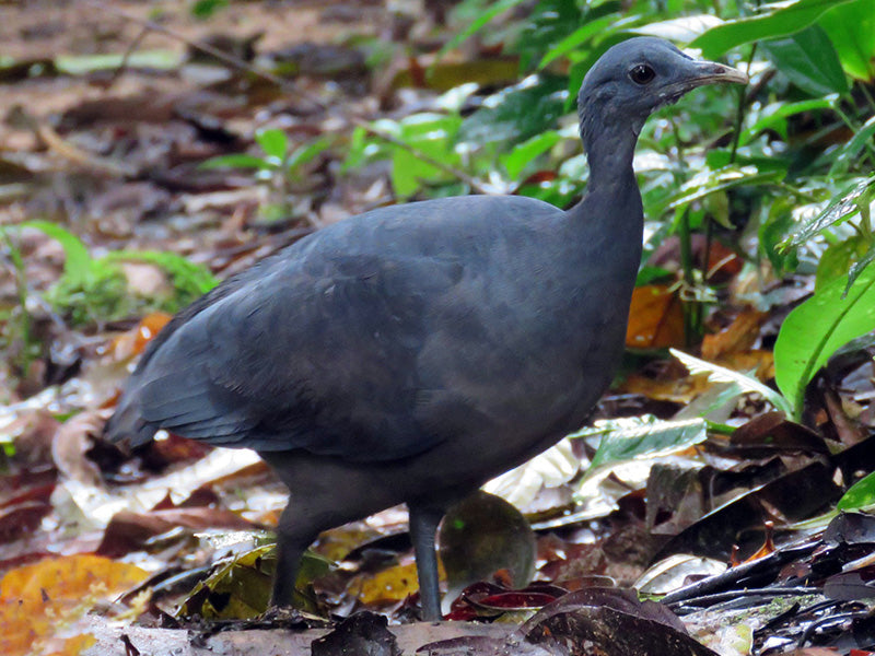black tinamou, tinamu negro