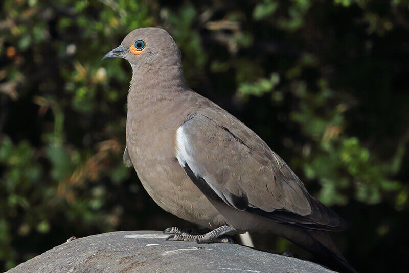 Black-winged Ground-dove, Metriopelia melanoptera, Spanish Name: Tortolita Paramuna