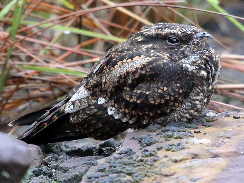 Blackish Nightjar, Nyctipolus nigrescens, Guardacaminos Negruzco