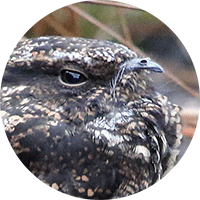 Blackish-NIghtjar, Guardacaminos Negruzco, Nyctipolus nigrescens