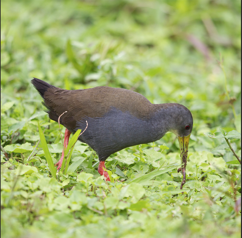 Blackish Rail, Pardirallus nigricans, Rascón Negruzco