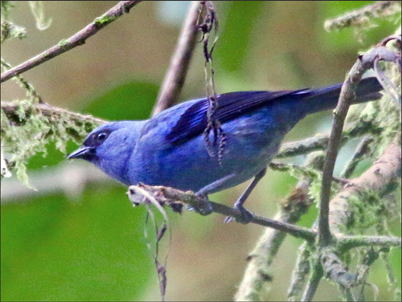 Blue and Black Tanager, Tangara vassorii, Tangará Negriazul