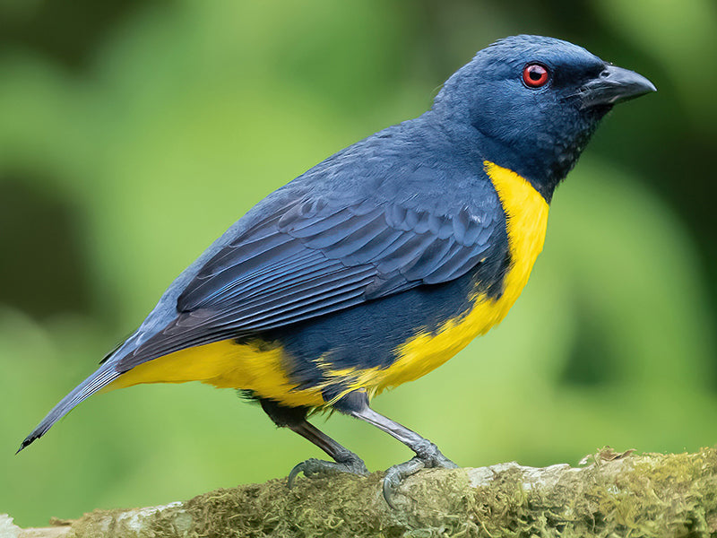 Blue and Gold Tanager, Bangsia arcaei,  Tangará Azul-y-oro