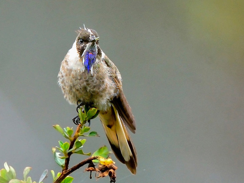 blue-bearded-helmetcrest, Trochilidae, Oxypogon cyanolaemus,  Barbudito Azul