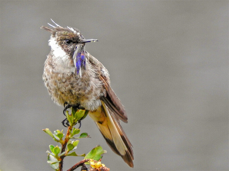 Blue-bearded Helmetcrest, Trochilidae, Oxypogon cyanolaemus,  Barbudito Azul