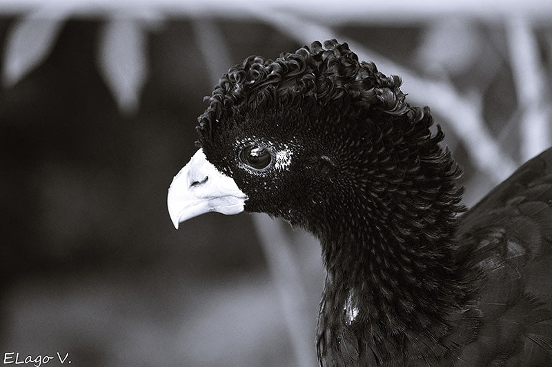 Blue-billed Curassow, Crax alberti, Paujil Piquiazul